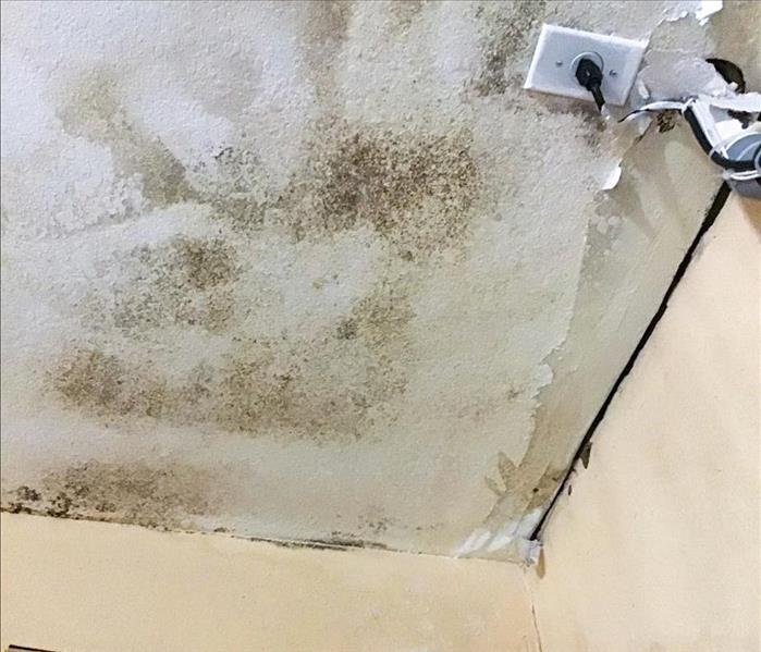 Mold growth on the ceiling of a Deerfield Beach, FL home