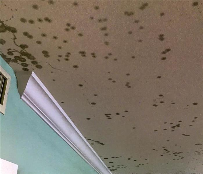 Mold growing on the ceiling of a Deerfield Beach home